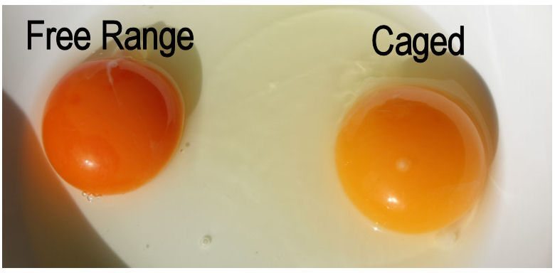 The Benefits Of Free Range Eggs Vs Caged Eggs Homestead Guru 