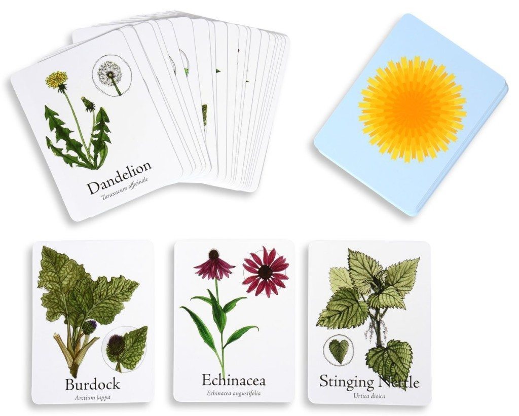 Teach Your Children Wild Edible and Medicinal Plants with the Wildcraft