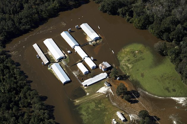 Seven Springs Hog Farm has 3 waste water lagoons underwater from Hurricane Matthew Flooding. Photo by Rick Dove/Waterkeepers Alliance