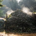 steamy compost biochar microbes
