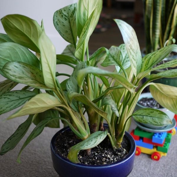 Remove Dangerous Pollutants Using House Plants » HG