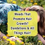 dandelion-hair-growth