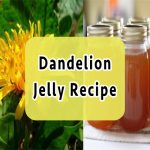dandelion-jelly-recipe