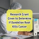 dandelion-root-kills-cancer