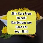 dandelion-skin-care