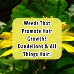 dandelions-hair-growth
