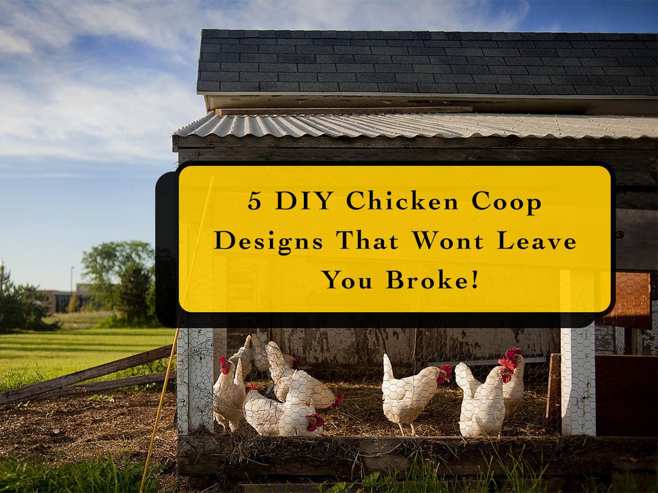 DIY chicken coop