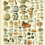 mushroomies