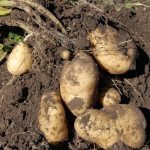 potatoes-1637280_640