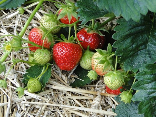 Strawberries Hate Potatoes Secrets Of Companion Planting Popular Planting Combinations Part 2 Hg