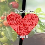 tomatoeslovebasil