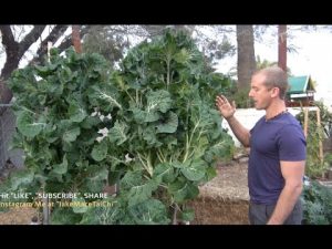 perennial veggies gardening food