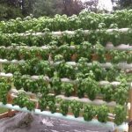 vertical-hydroponic-system-13