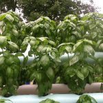 vertical-hydroponic-system-14