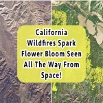 wildfires-spark-flower-bloom
