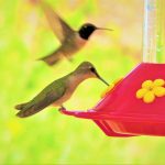 humming-bird-2397626_1280