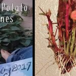 sweet-potato-vines