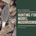 hunting morel mushrooms