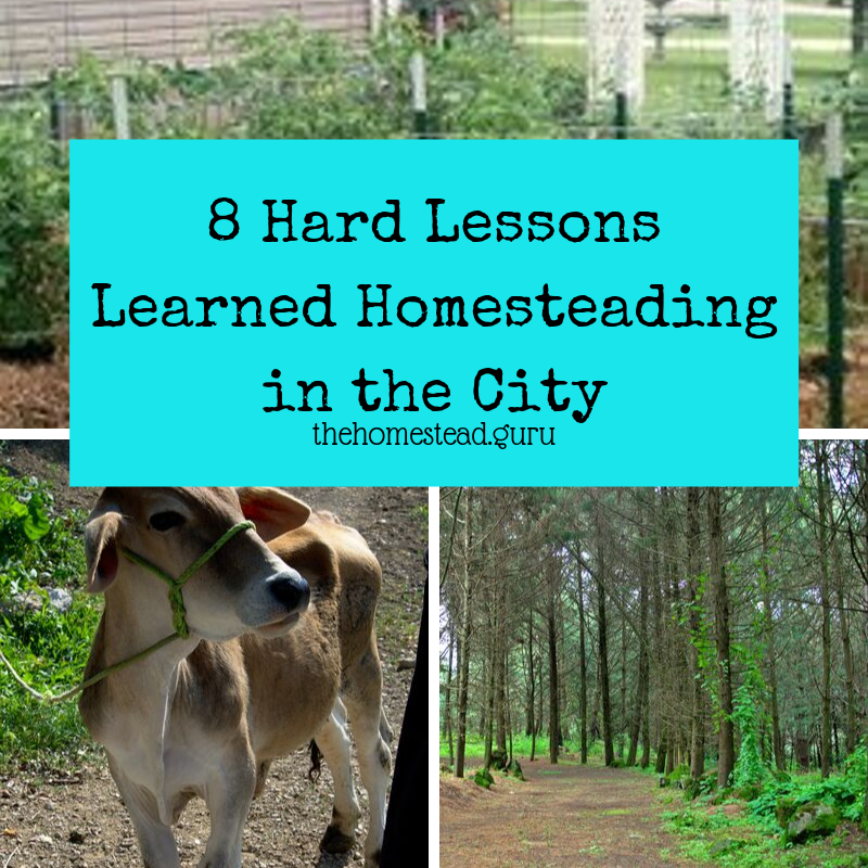 homesteading in the city
