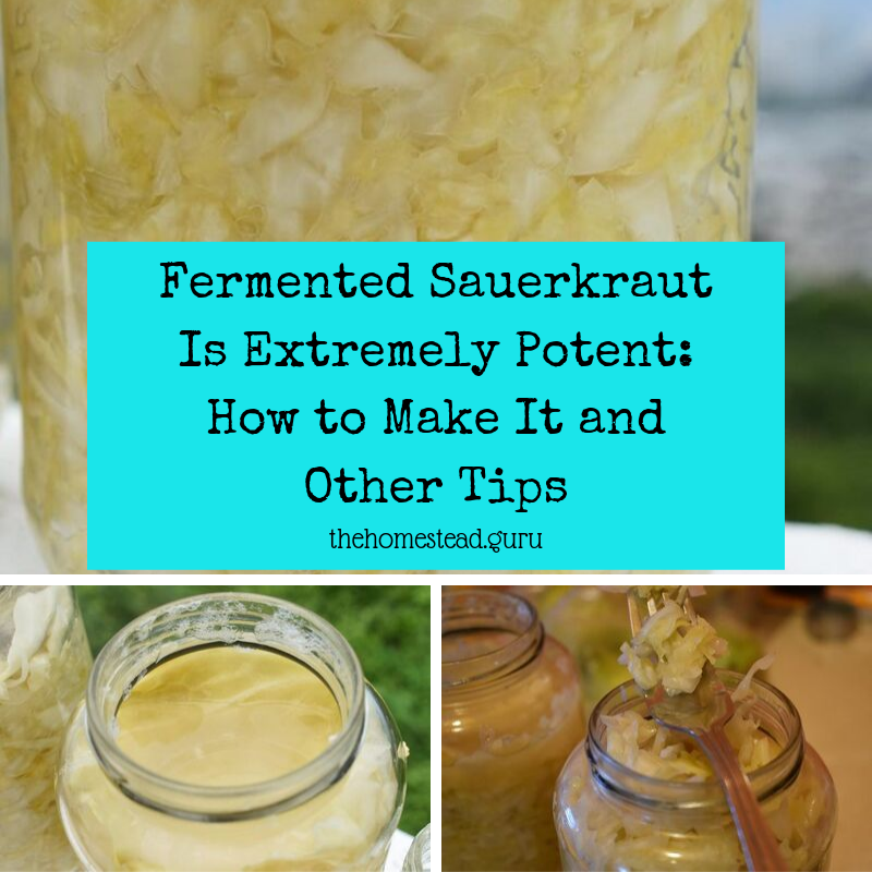 Fermented Sauerkraut 