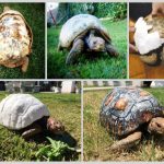 3d printed tortoise shell