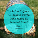 Tortoise Injured in Brazil Fires Gets First 3D Printed Shell Ever
