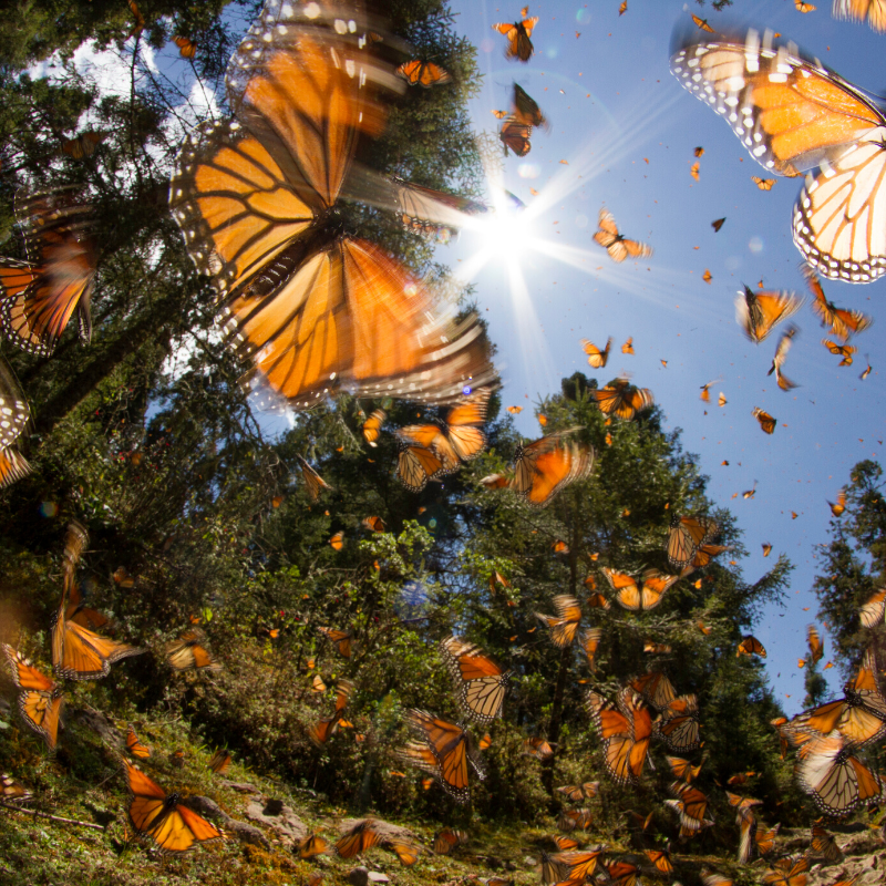 Monarch Migration Watch 2019 Record Numbers Expected In Mexico Hg
