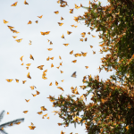 Monarch Miragtion Watch 2019_ Record Numbers Expected In Mexico (3)