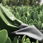 Vegan Cactus Based Leather Invented by Mexicans Has Arrived and It’s Seriously Impressive (1)