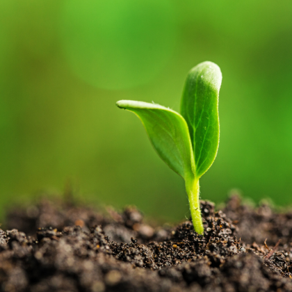 Do Plants Feel Pain? New Studies Show Plants Make Noise When Stressed