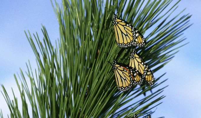 monarch migration