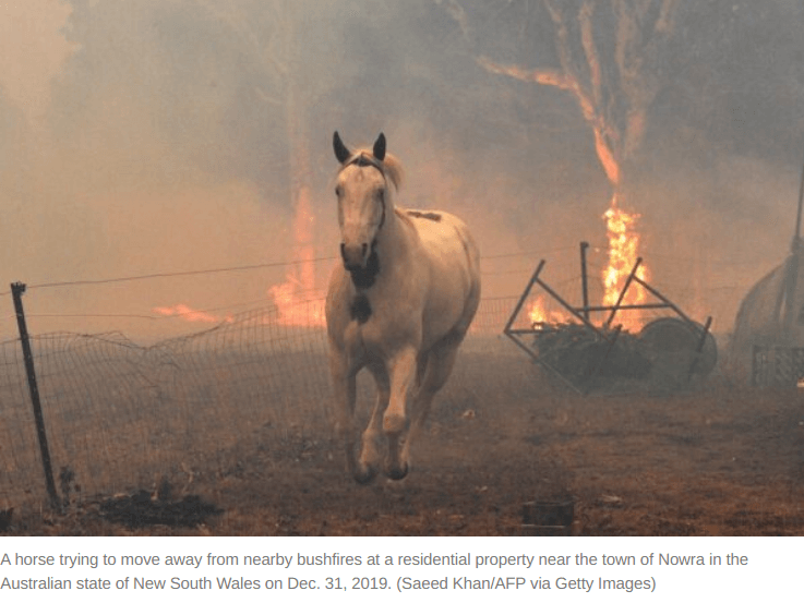 Australia wildfire horse 