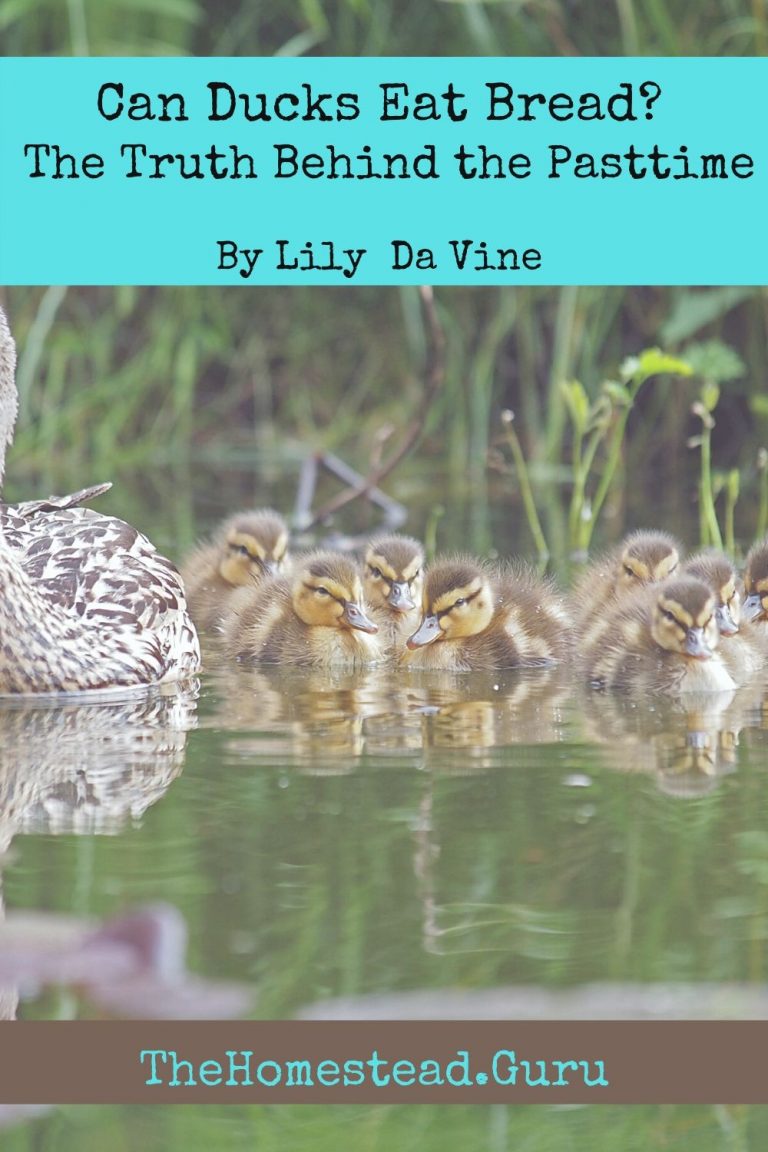 Can Ducks Eat Bread? The Truth Behind This Pasttime » HG