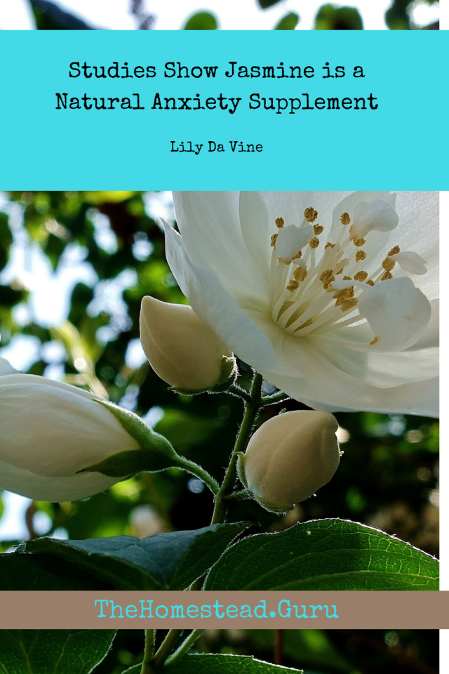 Studies Show Jasmine is a Natural Anxiety Supplement » HG