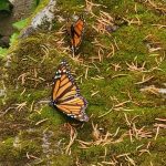 monarch butterflies coronavirus